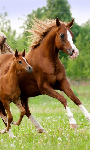 Lovas Career kéztörlő, arctörlő, törölköző 30x50cm