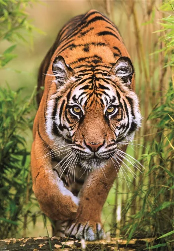 Tigris Hunter's Path 1000 db-os Compact puzzle Clementoni