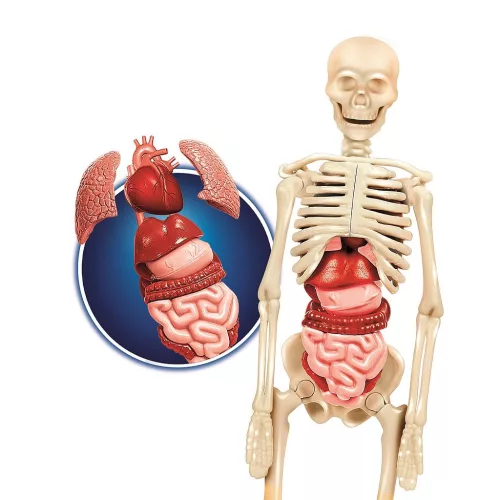 Az emberi test Inside You tudományos játékszett Clementoni